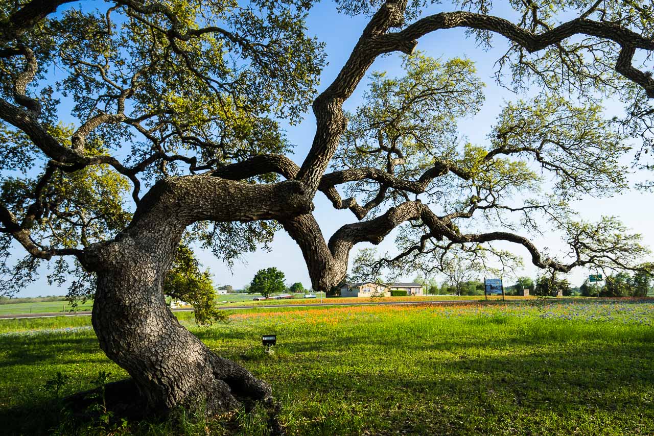 An Oak Tree Of Independence Texas Texas Trees Photos Prints