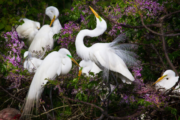 One of the great egrets started dancing in a flowery tree in High Island, Texas.