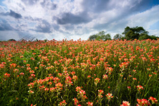 Indian Paintbrush were standing and blooming under wildly strong winds in Brenhan, Texas.