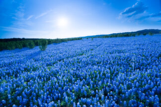 The flowers of Bluebonnets were densely blooming, covering a seemingly endless field in Spicewood, Texas.