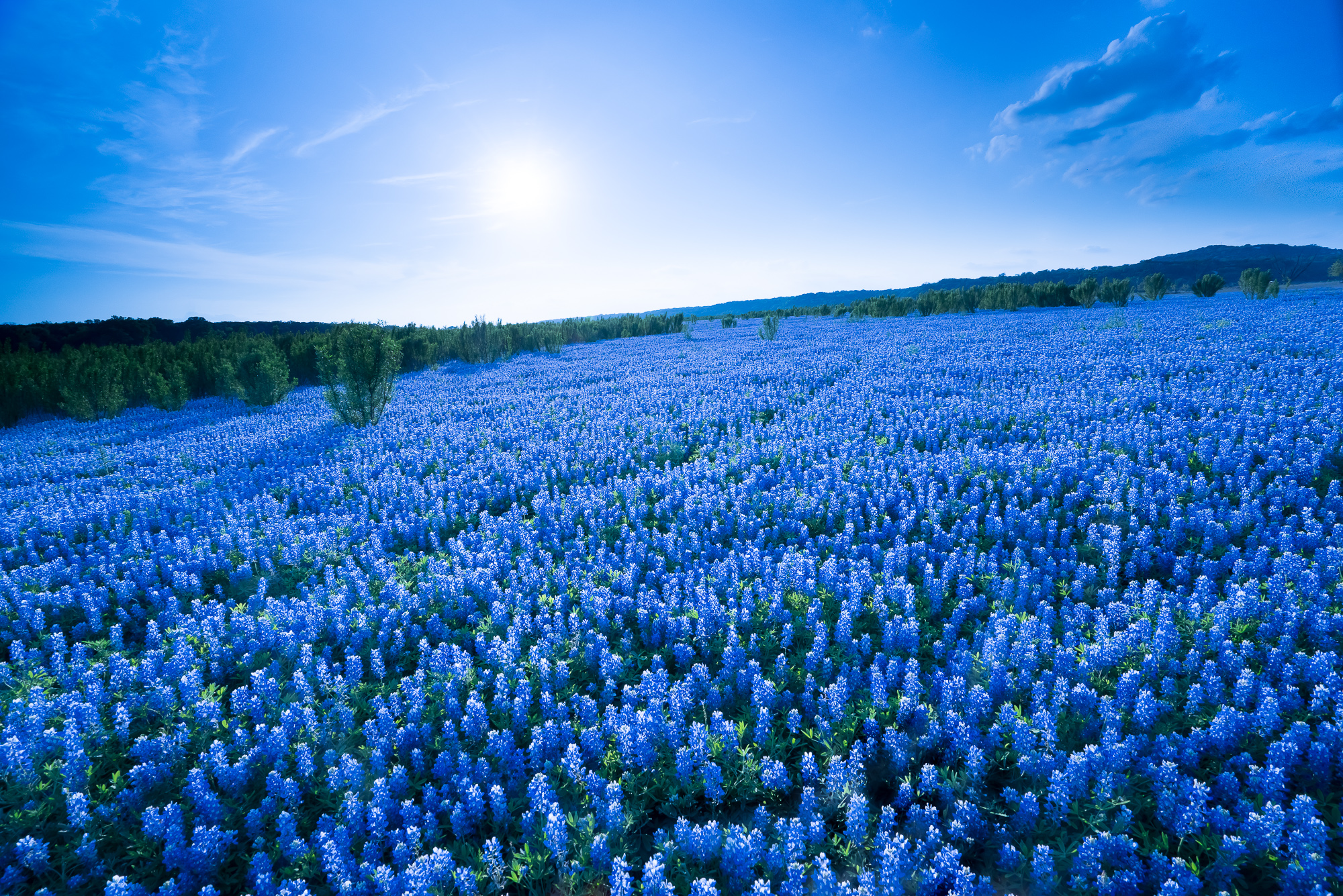 blue flower travel