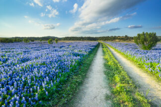 A trail stretches in the middle of a seemingly endless bluebonnet field in Spicewood, Texas.