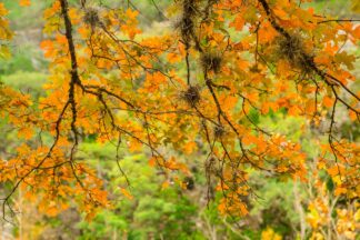 The orange leaves of a bigtooth maple looked very beautiful in front of a green forest at Lost Maples State Natural Area in Texas.