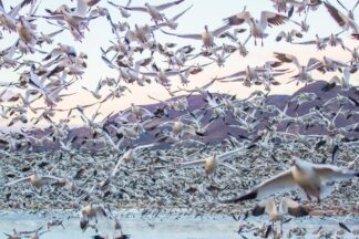 Thousands of snow geese and sandhill cranes took off from a pond in Bosque del Apache, New Mexico.