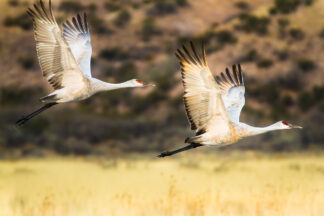 Sandhill Cranes took off from a pond after they stayed there overnight on a cold winter day in Bosque del Apache in New Mexico.