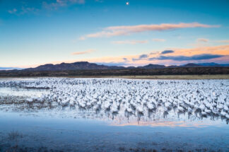 Thousands of snow geese and sandhill cranes gathered at a pond in Bosque del Apache in New Mexico at dawn and prepared for their morning flight after the sunrise.