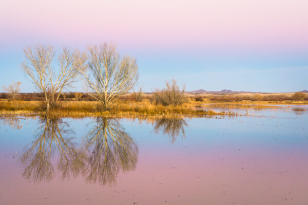 The sky turned its color to pink as the sun disappeared below the horizon at Bosque del Apache National Wildlife Refuge in New Mexico.