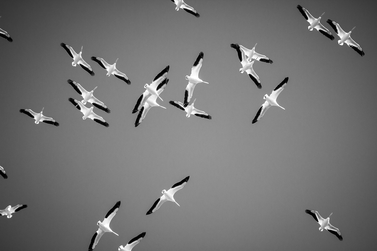 Dozens of white pelicans were gathering in the sky, constantly creating different formations.