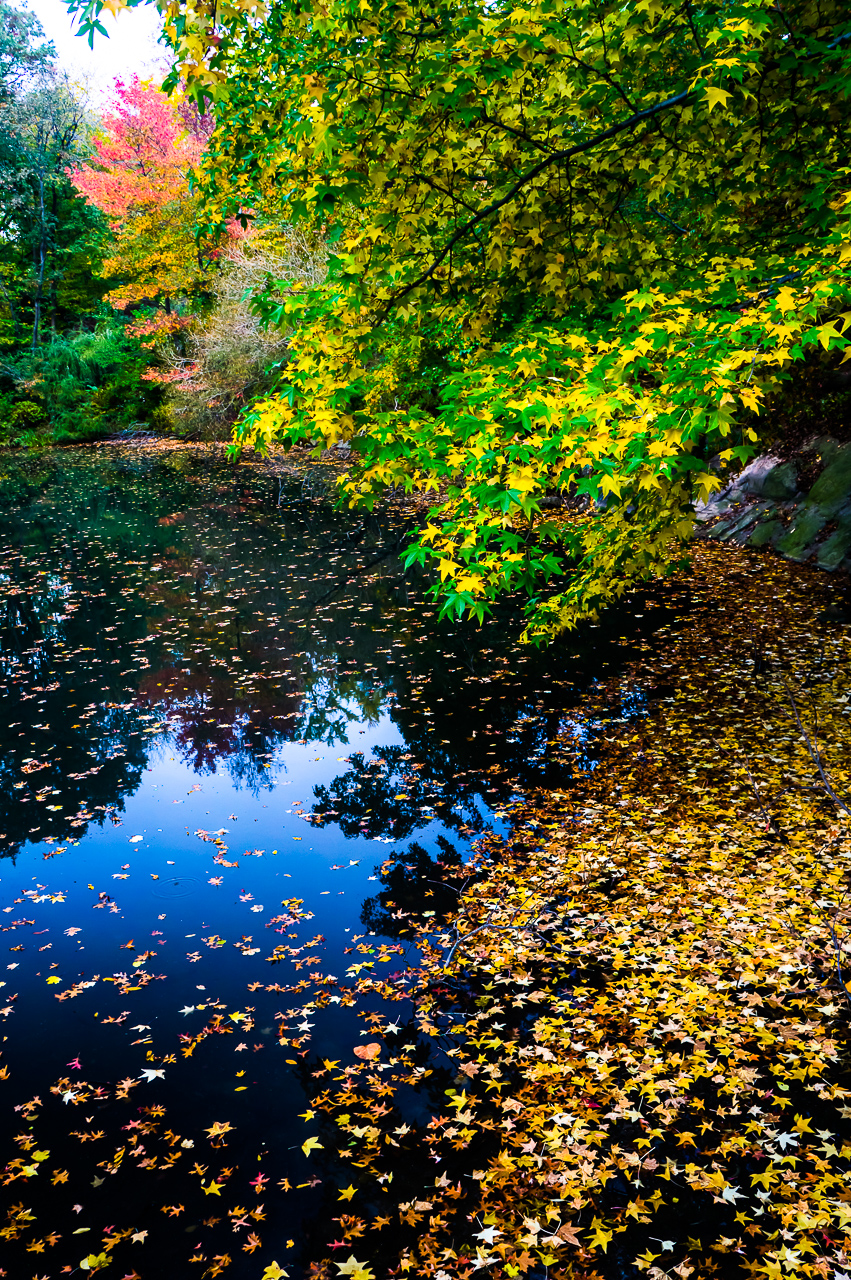 Clouds gathered over New York City as Hurricane Sandy approached. The soft light from the thick clouds gave the autumn colors at Central Park a beautiful glow.