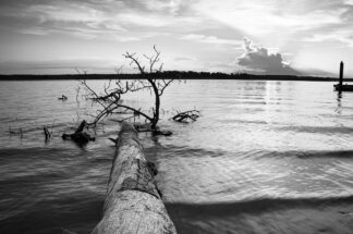 A fallen tree quietly lies in Lake Conroe in Sam Houston National Forest, lit by the soft evening sun.