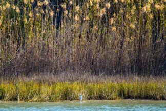 A great egret stands in front of a gigantic forest of water plants in Aransas National Wildlife Refuge in Texas.
