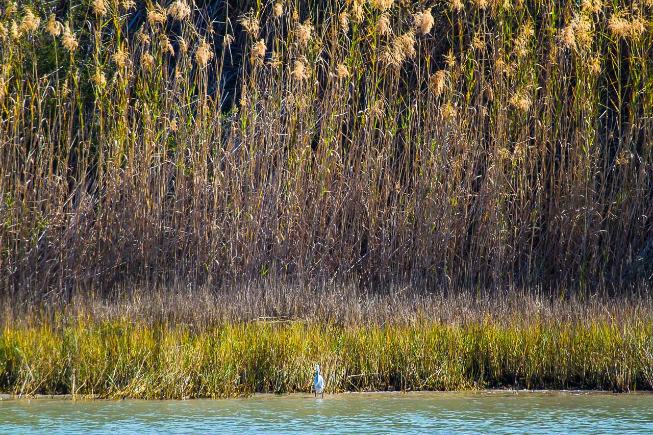A great egret stands in front of a gigantic forest of water plants in Aransas National Wildlife Refuge in Texas.