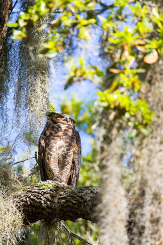 After the overnight hunt to feed her owlet, a mother great horned owl was resting on a branch at Brazos Bend State Park, Texas.