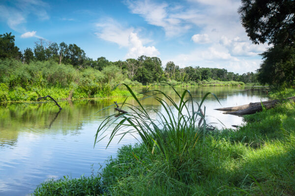 Waterplants were looking over the calm stream at Stubblefield Lake in Sam Houston National Forest on a beuatiful Texas summer day.