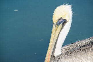 A brown pelican swam into sunlight from a dock in  Ingleside, Texas. Her plumage looked like it was shining in the sun.