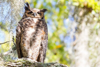 After the overnight hunt to feed her owlet, a mother great horned owl was resting on a branch at Brazos Bend State Park, Texas.