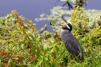 A Yellow-Crowned Night Heron was waiting for his prey for a while at Brazos Bend State Park, Texas. All the sudden he opened his mouth and started yawning.