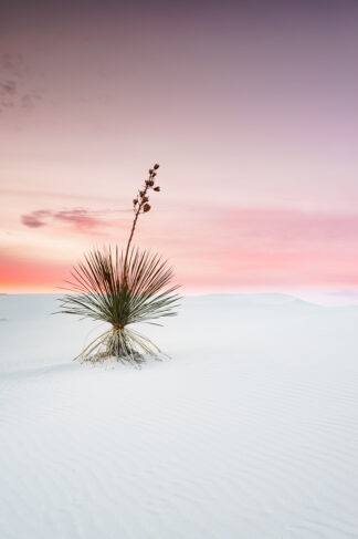 A Yucca was standing under dreamy pink sky at White Sands National Monument, New Mexico.