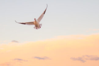 A Snow Goose  was flying in a sky softly illuminated by the sunrise in Bosque del Apache Wildlife Refuge, New Mexico.
