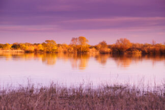 The trees were shining in golden color in the evening sun under dreamy purple sky in Lake Somerville State Park, Texas.