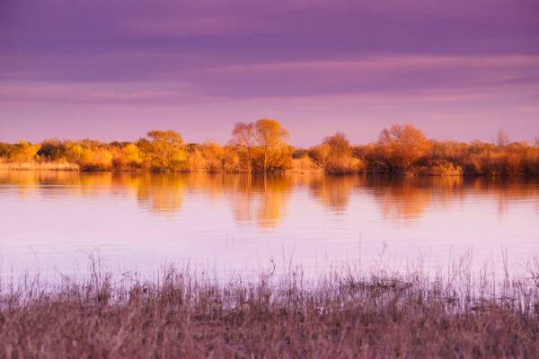 The trees were shining in golden color in the evening sun under dreamy purple sky in Lake Somerville State Park, Texas.