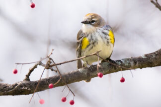 A Yellow-Rumped Wabler stopped for a moment on a branch decorated with red Hawthorn berries.