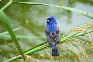 A Blue Grosbeak munches some grains from the waterplants by Claybottom Pond at Smith Oaks Bird Sanctuary in High Island, Texas.