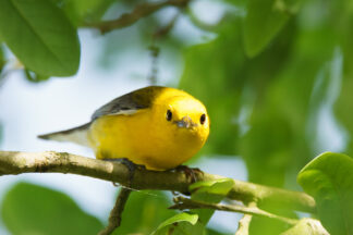 A Prothonotary Warbler enjoys the sunlight in a tree at Claybottom Pond in Smith Oaks Bird Sanctuary in High Island, Texas.