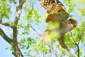 A Great Horned Owl enjoys her forest in Cypress, Texas.