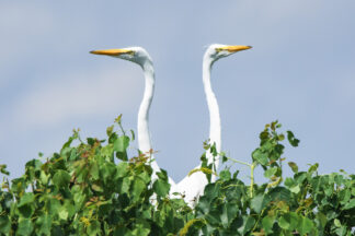A pair of great egrets stretched their beautiful long necks on the top of a tree.  - High Island, Texas.