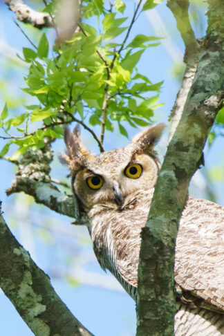 A great horned owl turned around and showed her beautiful yellow eyes in Cypress, Texas.