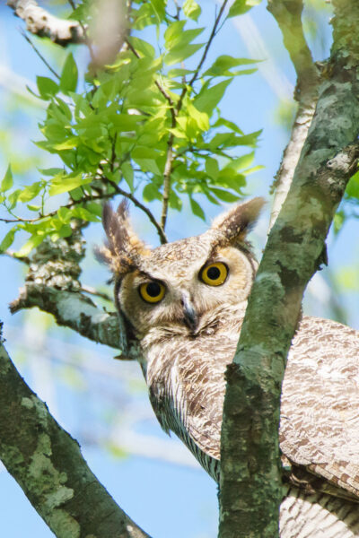 A great horned owl turned around and showed her beautiful yellow eyes in Cypress, Texas.