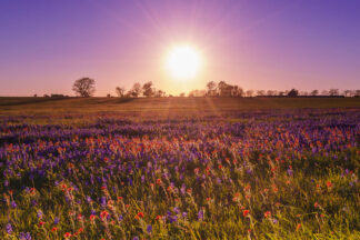 The strong evening sun shines on a field of wildflowers in Brenham, Texas.