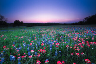 The flowers of Bluebonnet and Indian Paintbrush were softly lit by twilight after the sun disappeared below the horizon in Brenham, Texas.