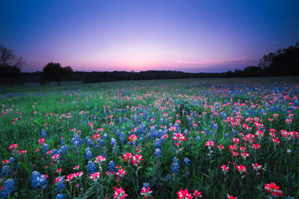 The flowers of Bluebonnet and Indian Paintbrush were softly lit by twilight after the sun disappeared below the horizon in Brenham, Texas.