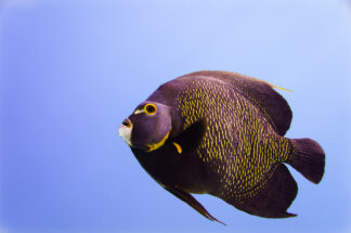 A friendly French Angelfish (Pomacanqhus paru ) shows his interest in the camera in Bonaire, Dutch Caribbean. French Angelfish are known for forming monogamous bonds.