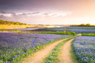 Soft golden light started to shine on a field of bluebonnets after the storm by the Colorado River in Texas.