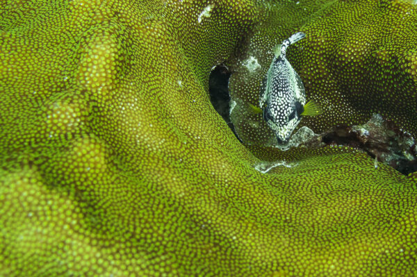 A Smooth Trunkfish (Lactophrys triqueter) was seraching for his food in the middle of green coral reef in Bonaire, Dutch Caribbean.