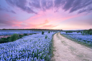 The sky changed its colors after the sunset and a soft breeze ran across a bluebonnet field in Spicewood, Texas.