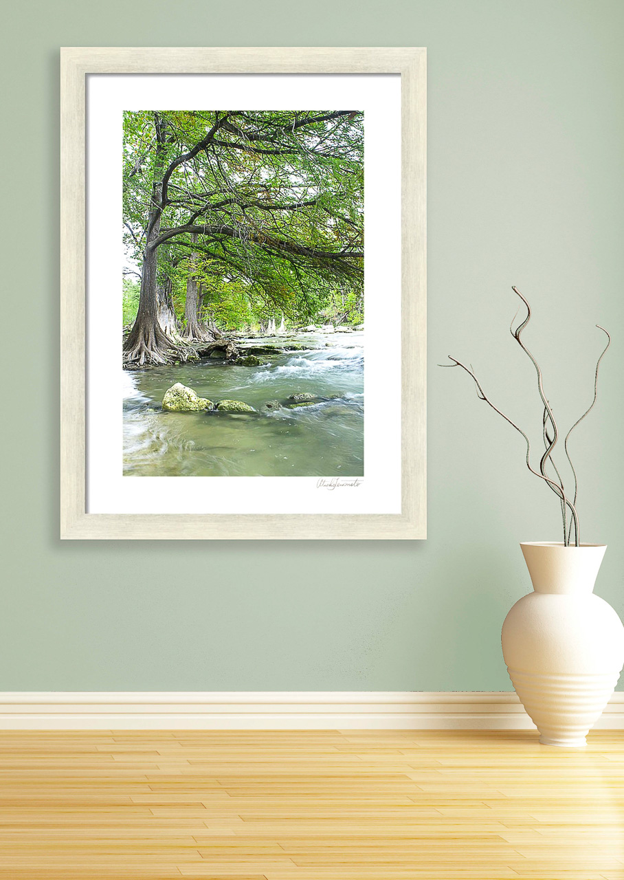 An image of a bald cypress tree and the Guadalupe River in Hill Country, Texas.