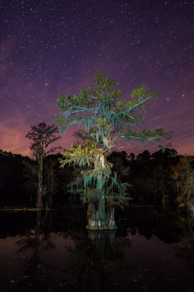 A bald cypress tree stands in a lake under a starry night sky in Caddo Lake, Texas.
