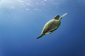 A Hawksbill sea turtle swam toward the surface of the ocean to get some air to breath in the middle of his search for food in Bonaire, Dutch Caribbean.