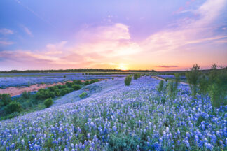 The sky was slightly painted pink right before the sun dissapeared under the horizon at a bluebonnet field in Spicewood, Texas.