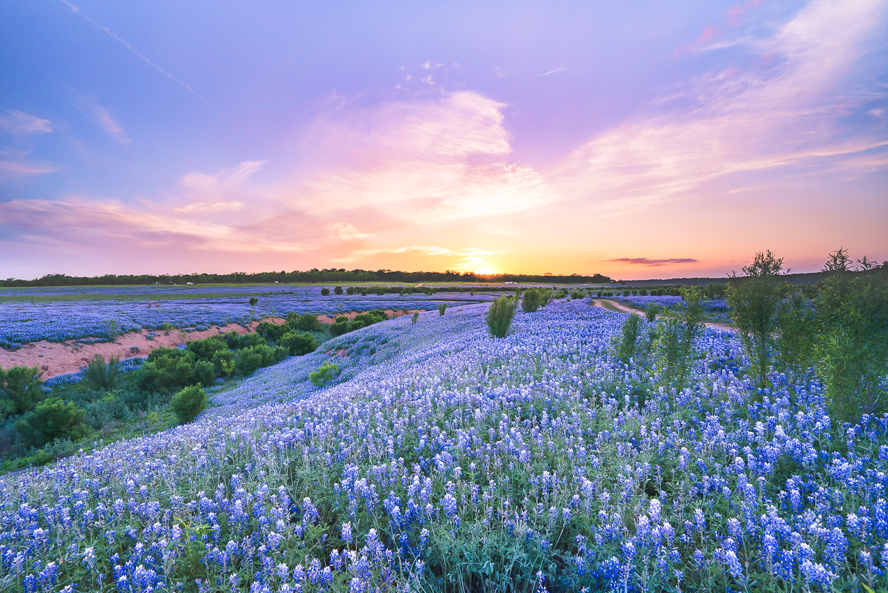 The sky was slightly painted pink right before the sun dissapeared under the horizon at a bluebonnet field in Spicewood, Texas.