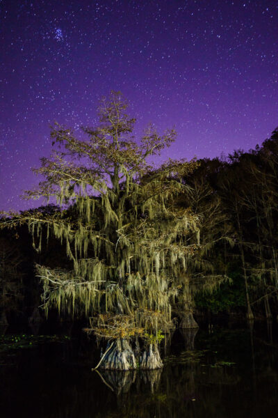 A bald cypress tree at Caddo Lake State Park in Texas was seen on a quiet windless night under a beautiful starry sky.