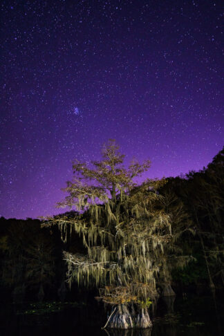 A bald cypress tree stands under the Pleiades star cluster at Caddo Lake State Park in Texas on a quiet windless starry night.