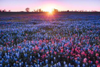 The flowers of Bluebonnet and Indian Paintbrush enjoy the last sunlight of the day in Brenham, Texas.