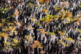 The leaves of bald cypress trees were changing their colors, decorating the Spanish moss in Caddo Lake, Texas.