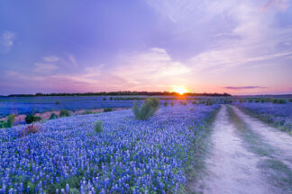 The setting sun was shining like a star at the horizon over a beautiful bluebonnet field in Spicewood, Texas. The field emerged from the bottom of the Colorado River during the drought in 2015.