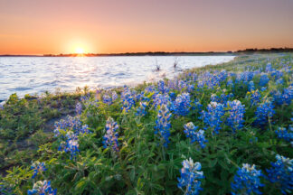 Bluebonnets were standing strong on the windy shore of Lake Bardwell in Ellis County, Texas, as the sun illuminates the wildflowers with sunset colors.